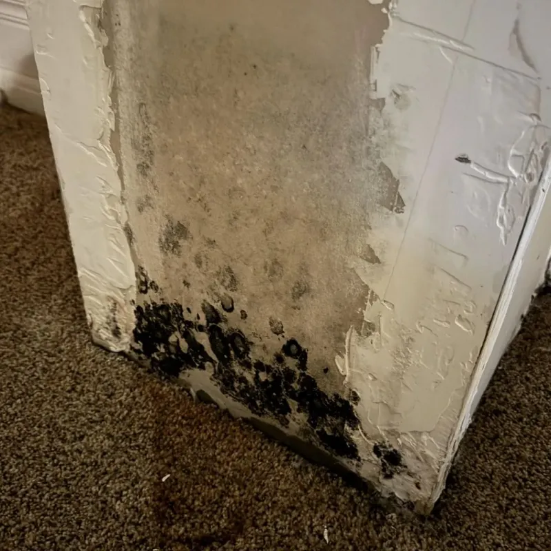 Professional Mold Removal in Warren County, IL